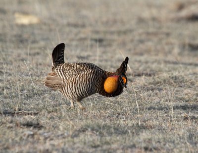 Greater Prairie-Chicken