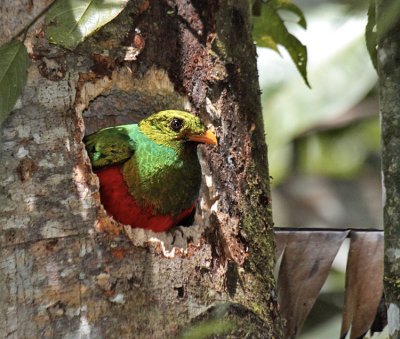 Golden-headed Quetzal