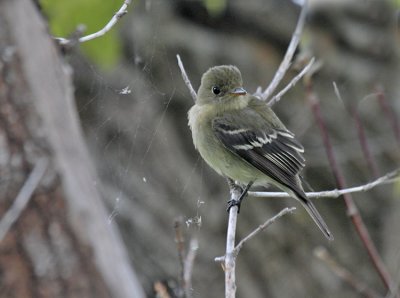 Yellow-bellied Flycatcher