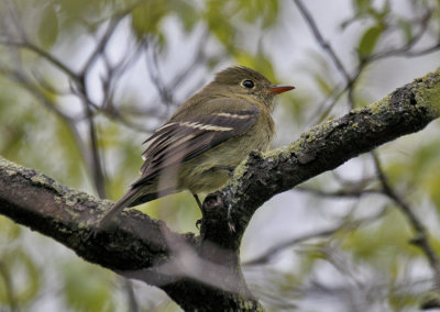 Yellow-bellied Flycatcher