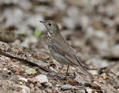 Gray-cheeked Thrush