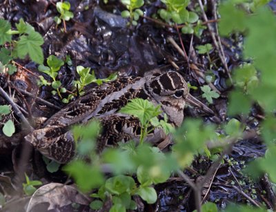 American Woodcock