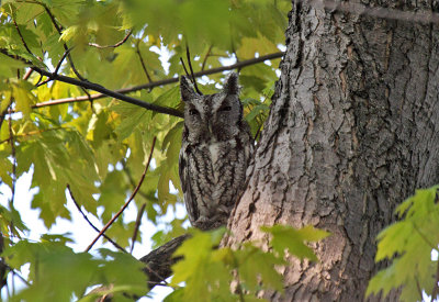 Eastern Screech-Owl