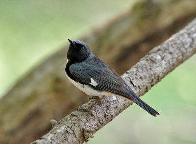 Black-throated Blue-Warbler