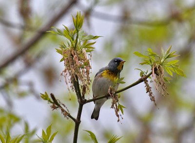 Northern Parula