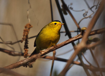 Wilson's Warbler