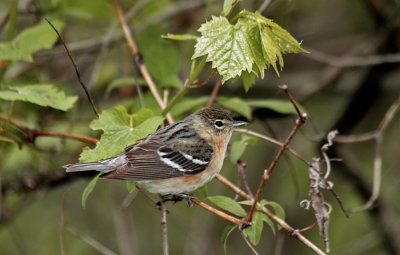 Bay-breasted Warbler