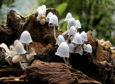 Mushroom sp. (Ecuador)