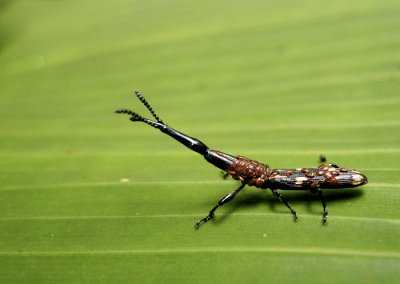 Beetle: Brentidae sp.? (Ecuador)