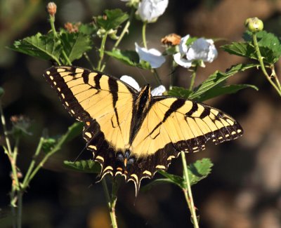 EasternTiger Swallowtail (Texas USA)