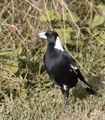 Australasian Magpie