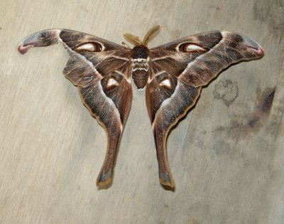 Hercules or Atlas Moth (Papua New Guinea)