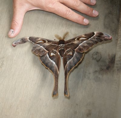 Hercules or Atlas Moth (Papua New Guinea)
