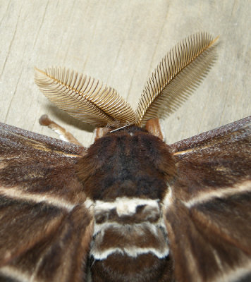 Hercules or Atlas Moth                             (Papua New Guinea)