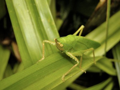 Grasshopper species (Ecuador)