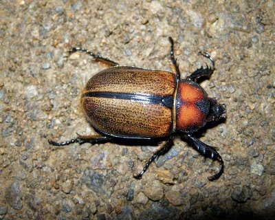 Beetle sp. (Ecuador)