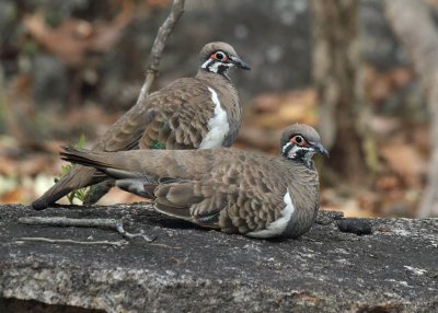 Squatter Pigeons