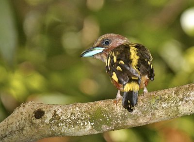 Banded Broadbill