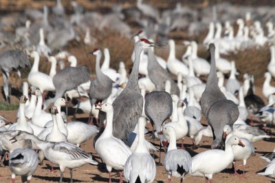 Sandhill Cranes and Snow Geese