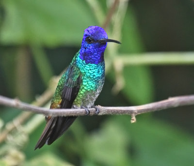 Golden-tailed Sapphire