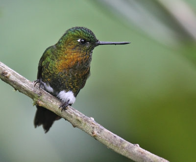 Golden-breasted Puffleg