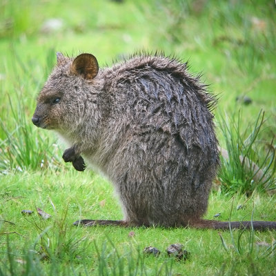 AUSTRALIA: Mammals