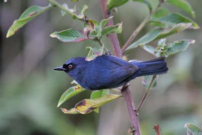 Bluish Flowerpiercer