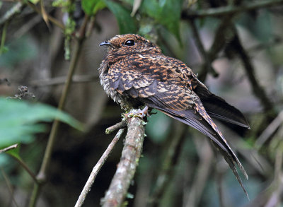 Swallow-tailed Nightjar
