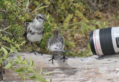 Espanola Mockingbirds