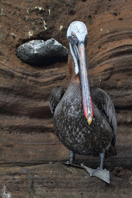 Brown Pelican