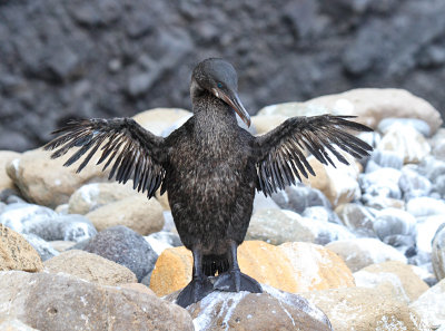 Flightless Cormorant 