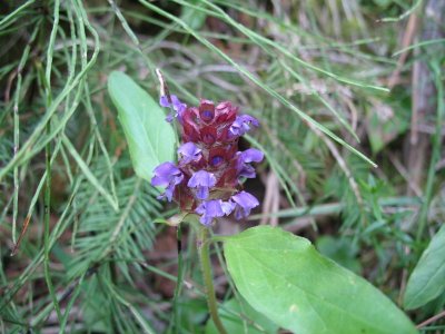 IMG_0477_a.jpg