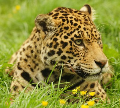 South Lakes Wild Animal Park Situated in the Lake District North West England UK