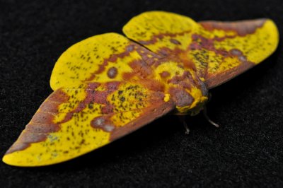 Imperial Moth - Eacles Imperialis