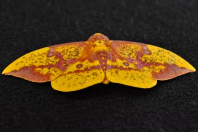 Imperial Moth - Eacles Imperialis