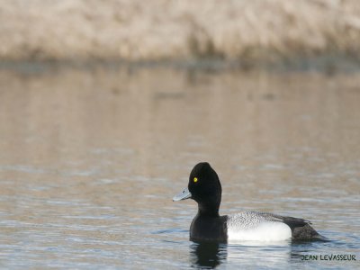 OISEAUX AQUATIQUES