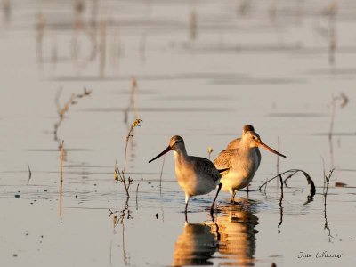 LIMICOLES / SHORE BIRDS