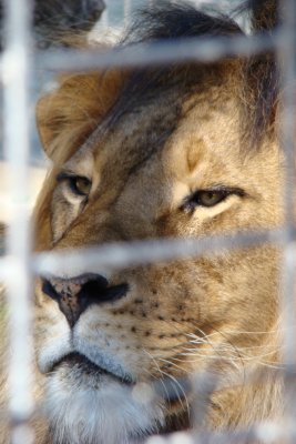 Caged in Lion, Adelaide Zoo