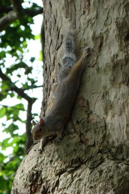 Gravity defying squirrel
