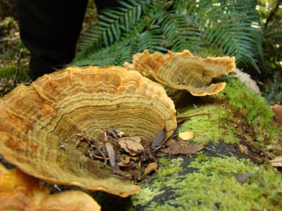 Hellyer Fungus Cups