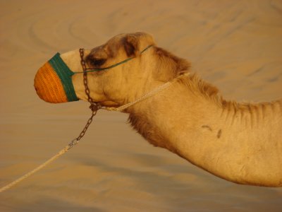 Camel!