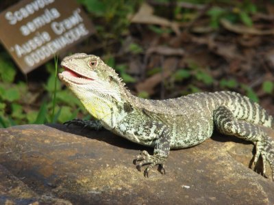 Lizards of the Australian National Botanic Gardens