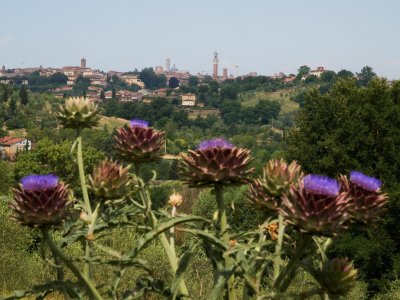 e-thistle2273.jpg