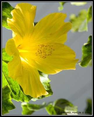 RF_macro_9237.jpg