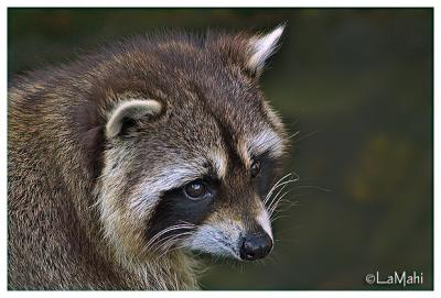 Raccoon