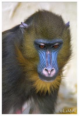 Mandrill