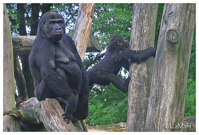 Gorilla mom & baby