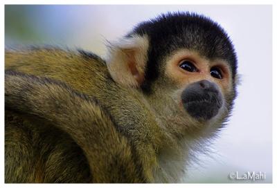 Squirrel monkey