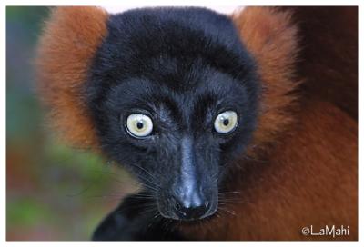 Red ruffed lemur