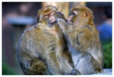 Barbary macaque